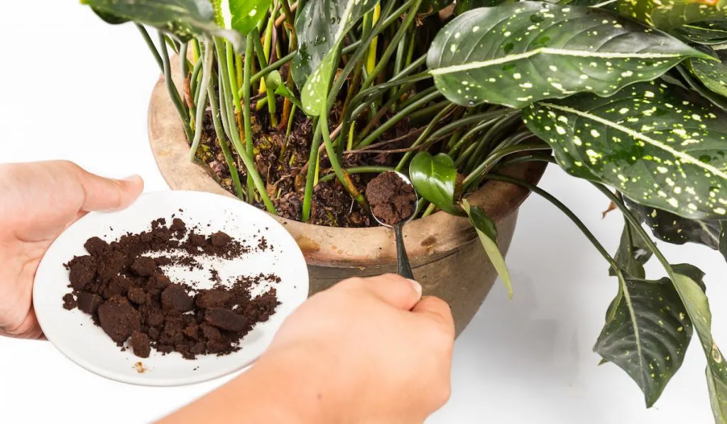 adding coffee ground to a plant