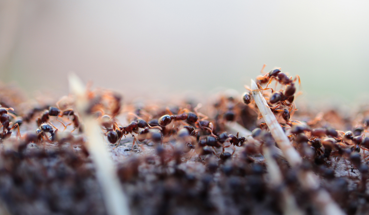Can Coffee Grounds Kill Ants? (Your Burning Question Answered) Coffee