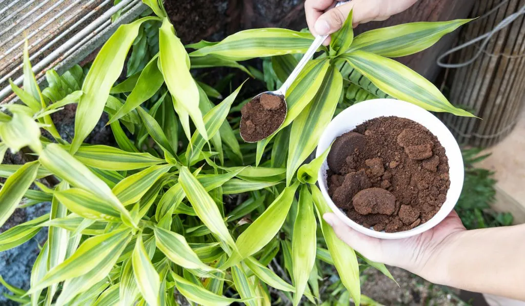 applying coffee ground to plant