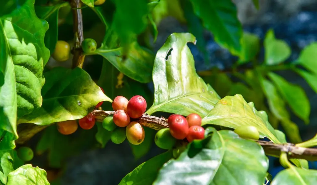 coffee bean plant