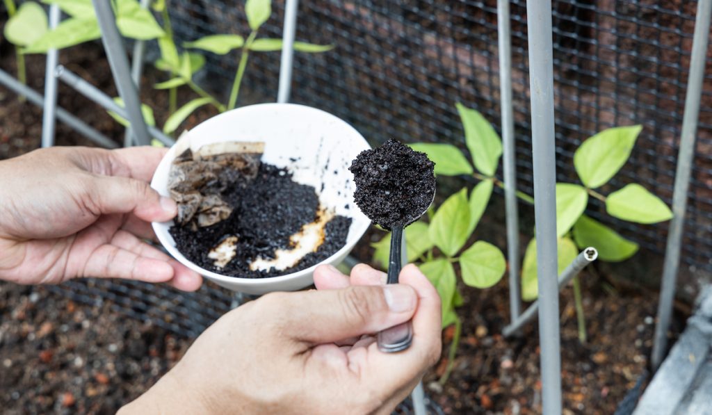 coffee grounds being added to a plant