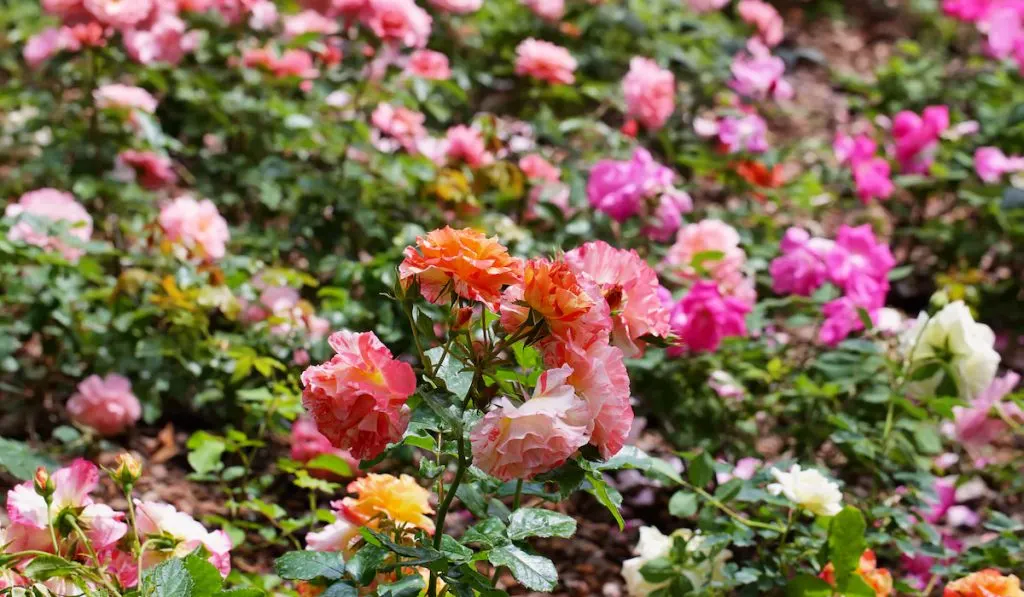 colorful wild roses