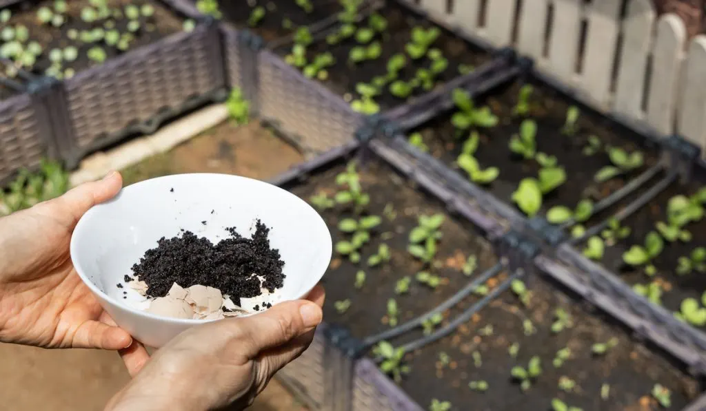 crushed egg shells and coffee grounds