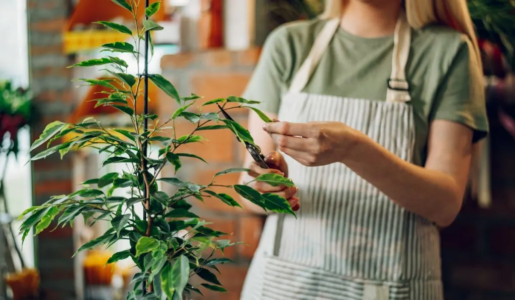 florist pruning plant