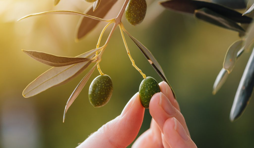 handpicking fruit from tree