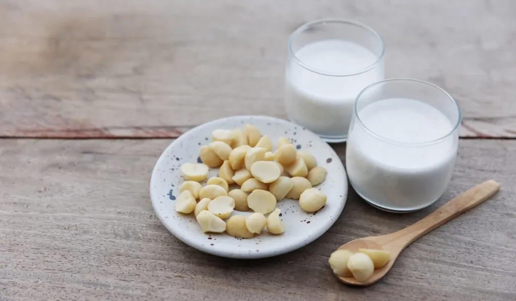 macadamia milk and some macadamia nuts in a saucer