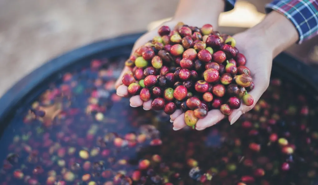 raw fresh coffee beans