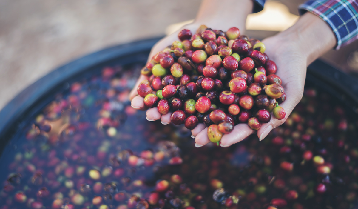 Should You Wash Green Coffee Beans Before Roasting? Coffee and Cleveland
